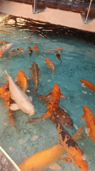 Koi pond draws a crowd at a Pampatar venue