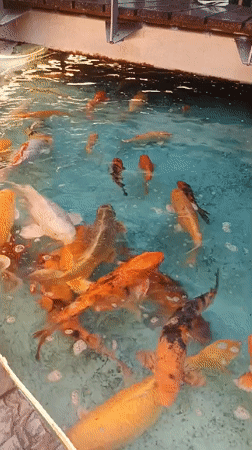 Koi pond draws a crowd at a Pampatar venue