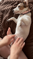 Moscow afternoon with Jack Russell terrier and city views