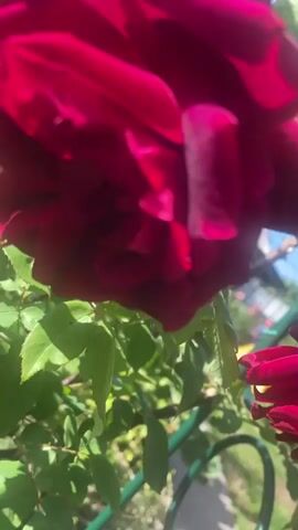 The video shows a close-up of a dark red rose in the foreground. The rose is in focus and its petals are detailed. The background is blurred and shows green leaves, branches, and a bright blue sky with some clouds. The sunlight appears to be strong, casting shadows and highlighting the textures of the rose petals and leaves. There is a suggestion of another rose in the lower right corner of the frame, also out of focus. The overall impression is of a beautiful, vibrant rose blooming outdoors on a sunny day. The camera angle is low, looking up towards the rose and sky.