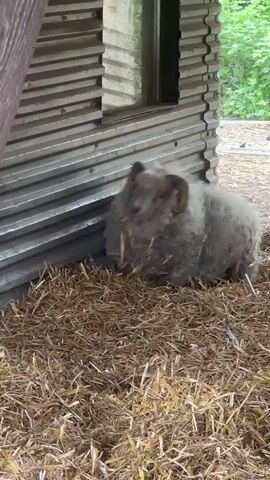 A close-up shot depicts a gray sheep with curled horns resting on a bed of straw against the side of a corrugated metal structure. A child says "Hello" followed by the sound of the sheep bleating. The sheep then makes a "meh" sound.