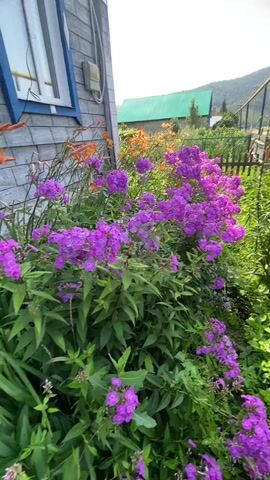 The video pans across a lush garden filled with vibrant purple phlox flowers and tall, orange lilies. A weathered wooden fence runs through the scene, with glimpses of houses and rolling hills in the background. In the latter half of the video, a woman with long dark hair, wearing a turquoise shirt, appears in the frame. She winks at the camera and makes a peace sign while holding a blue bucket filled with red petals. She is surrounded by the garden's greenery.
