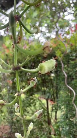 The video shows a close-up, vertical view of a green plant stem with several unopened buds and developing seed pods. Ants are visible on the stem and buds, some appearing to be red or reddish-brown. The background is a blurred landscape of green foliage and some reddish-brown leaves, suggesting an outdoor environment. The lighting suggests it is daytime. The camera angle is from below, looking upwards at the plant. The focus is on the plant and the ants.