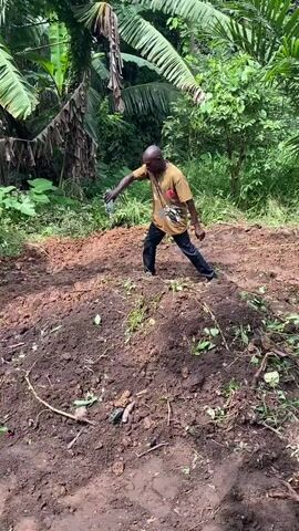 A bald Black man wearing a tan t-shirt with a graphic print and dark pants walks through a cleared patch of land covered in dark soil. He is holding a clear plastic bottle in his right hand and appears to be pouring something from it. The land is uneven and piled with soil. The background consists of lush green vegetation, including large-leafed plants that resemble banana trees. The scene appears to be outdoors in a tropical environment.
