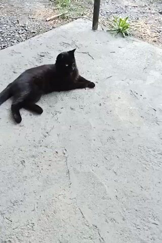 A black cat lies on a concrete surface. The cat is facing towards the camera and appears to be resting. The background shows some greenery and what looks like a metal pole.