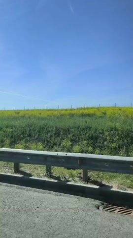 This is a side-view video recorded from a moving vehicle on a sunny day. The camera is positioned to capture the landscape outside the vehicle. In the foreground, there is a road surface, a metal guardrail, and some green foliage. The guardrail appears to be made of silver metal poles and bars. Beyond the guardrail, there is a grassy incline covered with green plants and patches of yellow flowers. The sky is clear blue with a few faint white contrails from an airplane. The overall scene suggests a rural or roadside environment during daytime.
