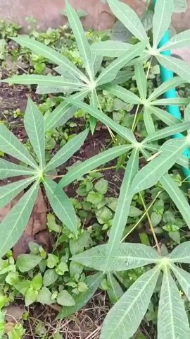 The video shows a close-up, overhead shot of several cassava plants growing in a garden. The leaves of the plants are large, palmate, and a vibrant green color. Some of the leaves have water droplets on them, suggesting it may have recently rained or been watered. The plants are growing in soil with other smaller, leafy green plants and some dry leaves scattered on the ground. A portion of a turquoise-colored pipe or hose is visible in the upper right corner of the frame, and a blurred, reddish-brown wall is visible in the upper left corner. The overall impression is of healthy, well-established plants in a natural outdoor setting.