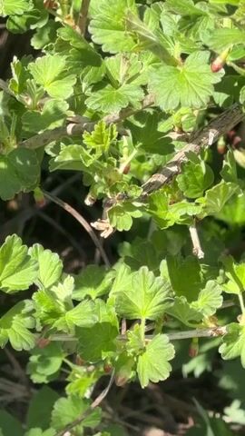The camera is focused on a gooseberry bush with several small, red buds. An ant is visible on one of the leaves and then walks onto a branch. The light is bright, creating shadows on the leaves and branches. The overall scene is of a healthy, growing plant in a natural environment.