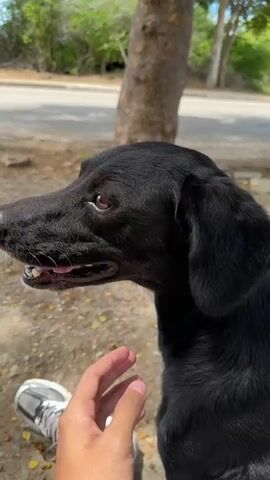 The media file is a close-up shot of a black dog's head and neck, with a human hand gently stroking its chin. The dog is looking to the left, with its mouth slightly open, revealing its teeth and a bit of its pink tongue. Its eyes are a light brown color. The background is blurred, suggesting an outdoor setting with trees and dappled sunlight. A tree trunk is visible behind the dog. A person's leg, clad in a plaid patterned pants and a grey and white sneaker, is partially visible in the lower left corner of the frame, indicating the perspective of the person filming or taking the photo. The scene appears to be set during the daytime, likely outdoors in a natural environment. There is no visible text in the media file. The overall mood seems calm and affectionate, with the human interacting with the dog. The ground in the foreground and background is covered with dry leaves and dirt, consistent with a park or natural area.
