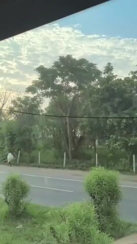 A person walks down a road, carrying a white object. The sun is setting, casting a warm glow on the sky. Trees and foliage line the road, and a fence is visible in the background. The scene appears to be in a rural area.