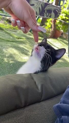 In this short video clip, a person's hand with long, light-colored, squared-off fingernails gently interacts with a black and white kitten. The kitten is positioned on a green surface, possibly a cushion or outdoor furniture. Its head is tilted upwards, and its mouth is open, appearing to lick or chew on the person's finger. The kitten's whiskers are prominent, and its eyes are not fully visible.

The setting appears to be outdoors, with a grassy area and greenery in the background, suggesting a garden or backyard. Sunlight filters through the leaves, casting shadows and indicating it is daytime. The overall mood seems playful and affectionate, as the kitten engages with the person's finger. No text is visible in the video. The location context provided is Totleben, Bulgaria.