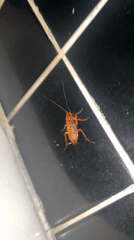 Morning wildlife encounters documented in Buenos Aires homes