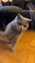 Cat playtime and quiet moments documented across indoor, outdoor settings
