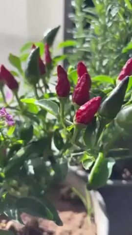 The video shows a close-up of a potted chili pepper plant. The plant has green leaves, small purple flowers, and several red chili peppers. The pot is gray and contains brown soil. The background is blurry and appears to be a bright window.