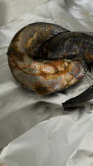 Catfish preparation documented by witnesses in Rotherham area