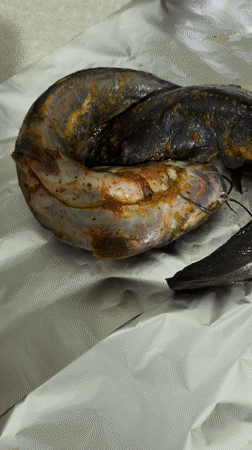 Catfish preparation documented by witnesses in Rotherham area