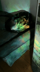 Pets rest peacefully under colored lights in Russian home