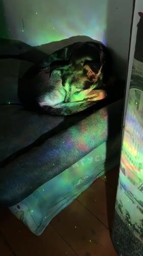 Pets rest peacefully under colored lights in Russian home