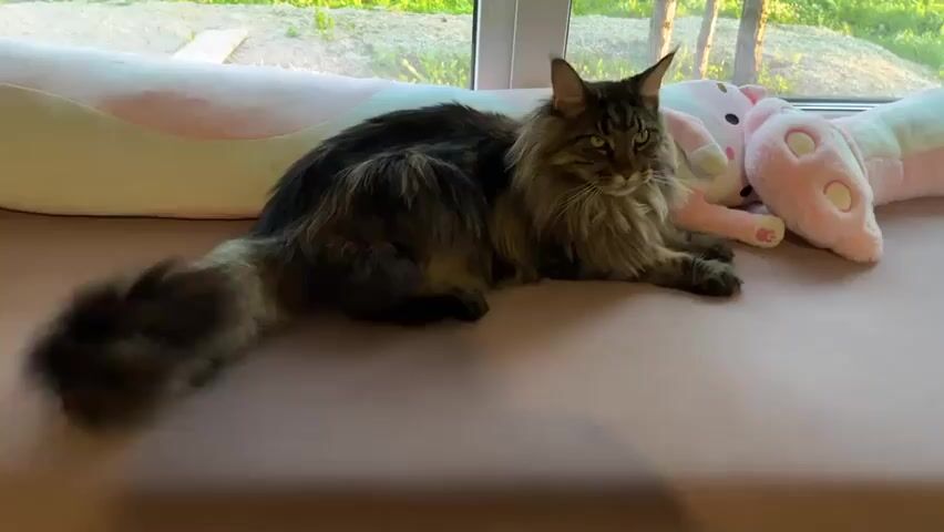 A long-haired, dark tabby cat is lying on a pink surface near a window. The cat is positioned on its side with its tail extended. In the background, there are stuffed animals, including a pink pig and a white plush toy. Through the window, greenery and trees are visible. The cat's tail is moving slightly at the beginning of the clip. The cat appears to be looking out the window or at something in that direction. The lighting suggests it is daytime.