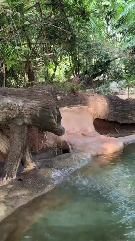 A video displays a man-made waterfall flowing from a log into a pool of water. The log is positioned at an angle, with a section of it carved to resemble an animal's head, from which the water appears to be flowing. The pool of water is clear and green, with ripples on its surface. Surrounding the pool is a rocky area, possibly an artificial rock formation, with dirt and vegetation. In the background, lush green trees and foliage create a jungle-like atmosphere, with sunlight filtering through the leaves. The scene appears to be in an outdoor setting, possibly a park or a zoo exhibit. The video is shot from a slightly elevated perspective, looking down towards the water and the waterfall.