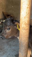 Rural Kazakhstan village life documented through farm animals, flowers