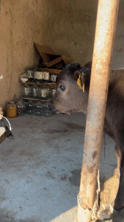 Rural Kazakhstan village life documented through farm animals, flowers