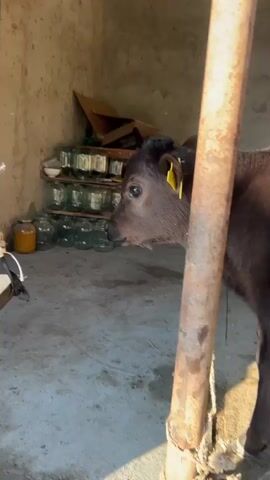 A short indoor video shows a dark-colored calf standing behind a rusty metal pole. The calf has a yellow tag on its ear. Behind the calf, there are shelves with jars and a cardboard box. The floor is concrete. The camera focuses closely on the calf, particularly its face.