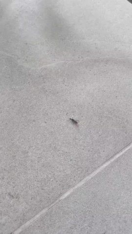 A close-up, slightly shaky video captures a small insect on a tiled floor. The insect, appearing to be a small grasshopper or cricket, is dark brown or black with lighter brown markings and is positioned slightly right of the center of the frame. The floor is composed of large, light gray tiles with visible grout lines. The lighting is adequate, suggesting it is daytime or a well-lit indoor space. The insect remains largely stationary for most of the video, with a slight movement observed at the beginning of the clip. There are no other visible objects or people in the frame. The sound accompanying the video consists of muffled voices, seemingly speaking Russian, discussing whether to take something and the uncertainty of the situation.
