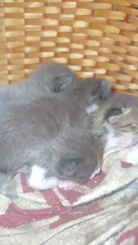A video clip shows three newborn kittens nestled together in a woven basket. The kittens are lying on a folded blanket with a patterned design. The basket is made of light-colored wicker and is positioned in an indoor setting. The kittens are mostly gray with some darker tabby markings and have pink paws. They appear to be sleeping or resting. The camera is positioned above and slightly to the side of the kittens, providing a close-up view of them. The lighting is moderate.