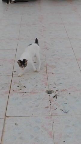 A white kitten with dark markings on its head and back plays on a tiled outdoor surface. The kitten crouches and attempts to fit its head into a small hole on the ground. It then briefly backs away from the hole before returning to investigate it. Another kitten is partially visible in the background, and the rear tire of a vehicle is seen at the top of the frame. The ground is covered with square tiles in a light beige color with pink accents. Debris, possibly dried leaves and twigs, is scattered across the tiles.
