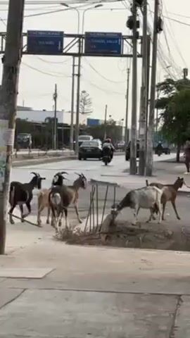 The video shows a group of goats walking on a sidewalk in an urban setting. There are at least eight goats of varying colors and sizes. They are near a curb and a small patch of greenery. Behind the goats, there is a street with cars and motorcycles driving by. On the other side of the street, a person is standing with a child. Overhead, there are utility poles and wires, as well as a street sign indicating directions to "Pachacamac" and "Manuel Valle." The sky is overcast.