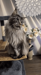Maine Coon cat plays on tree in Izmail
