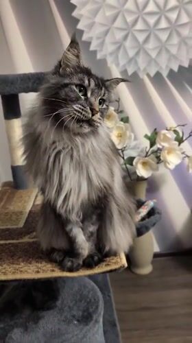 Maine Coon cat plays on tree in Izmail