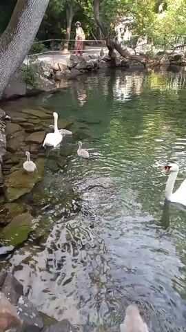 A video shows a family of swans swimming in a clear pond near a rocky bank. Two adult swans, one white and one with greyish down, are visible, along with three cygnets. The cygnets are grey and fluffy. In the background, two people are standing on the bank, observing the swans. One person appears to be wearing a light-colored dress, and the other is in darker clothing. The environment is lush and green, with trees and foliage surrounding the pond. The water is calm, reflecting the trees and the sky. The swans appear to be peacefully swimming and interacting. The camera is held at a slightly elevated angle, providing a clear view of the scene.