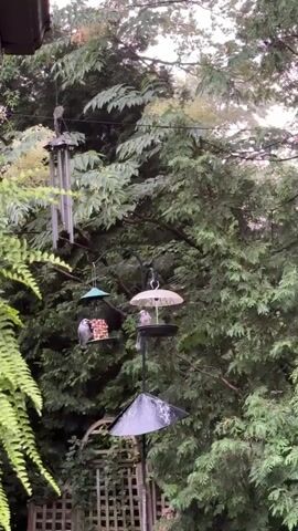 A vertical shot shows a hanging bird feeder in a backyard setting. The feeder has multiple levels, with a small bird perched on the top level, near a white umbrella-like covering. Another bird is visible on a lower level, near a small structure that appears to be made of wood blocks. To the left, a wind chime hangs from a hook. The background is filled with lush green trees and foliage. A portion of a wooden fence is visible at the bottom of the frame. The overall lighting suggests an overcast or shaded environment.