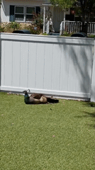 Peahen spotted resting on residential lawn in Los Angeles