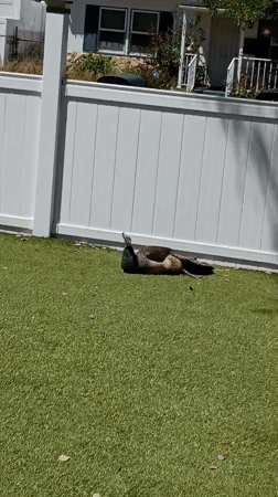 Peahen spotted resting on residential lawn in Los Angeles
