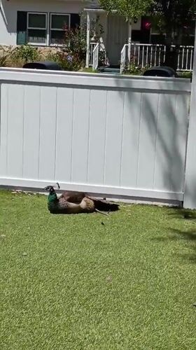 Peahen spotted resting on residential lawn in Los Angeles