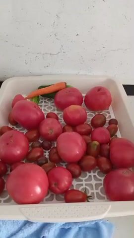 The video shows a white plastic tray filled with various tomatoes, a cucumber, and a carrot. The tomatoes are of different sizes and colors, ranging from large pink ones to smaller dark red cherry tomatoes. They are arranged loosely in the tray, with the larger tomatoes placed towards the front and sides. The cucumber and carrot are positioned at the back of the tray, partially obscured by the tomatoes. The tray itself is resting on a surface, possibly a countertop, with a white tiled wall visible in the background. A blue cloth is draped over the front edge of the tray. The lighting appears to be natural daylight, casting soft shadows on the vegetables. The scene is static, with no movement or activity observed.