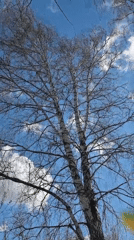 Bare birch tree filmed against blue sky in Russia