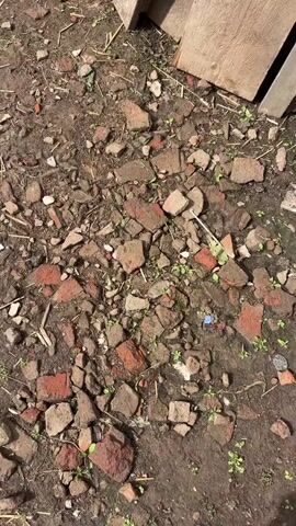 The video shows a close-up, top-down view of a patch of dirt. The dirt is covered with numerous broken pieces of red brick, as well as some small green plants growing through the debris. In the upper part of the frame, there are some larger wooden planks stacked vertically. In the lower left corner, a purple object is partially visible, possibly a shoe or slipper. The lighting suggests it is daytime outdoors. The camera appears to be moving slightly, shifting the perspective across the scene.