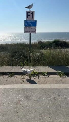 The video shows a view of the beach and the sea on a sunny day. In the foreground, there is a pathway with two seagulls. One seagull is standing on the pathway, and another is perched on top of a signpost. The signpost has several signs, one of which indicates "Strandafgang Barnkaart F1" and lists some numbers. The sea is calm, and there are people walking on the beach in the distance. The sky is clear and blue. The overall atmosphere is peaceful and serene.