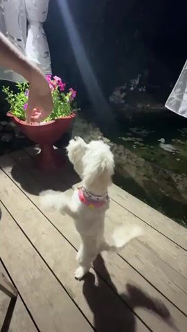 A white dog stands on its hind legs on a wooden deck, looking up at a person's hand holding a small treat. The dog is wearing a pink collar. To the left of the dog is a large red planter filled with green leaves and purple flowers. In the background, there is a pond with two ducks visible. The scene appears to be outdoors at night, with artificial lighting illuminating the area. The person's hand moves the treat closer to the dog's mouth. The dog then jumps up to grab the treat. The person's arm is visible from the elbow down. The shadow of the dog is cast on the deck.