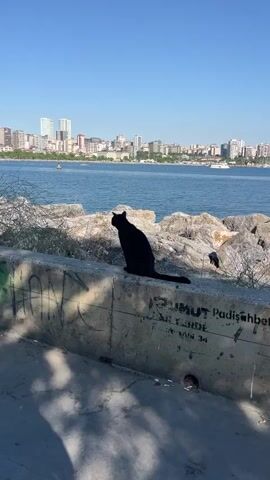 A black cat sits on a concrete wall, silhouetted against a bright blue sky and a body of water. In the distance, a city skyline with several tall buildings is visible. The wall has graffiti on it, and the ground in front is paved. Rocks are piled behind the wall. The video is a still shot of the scene.