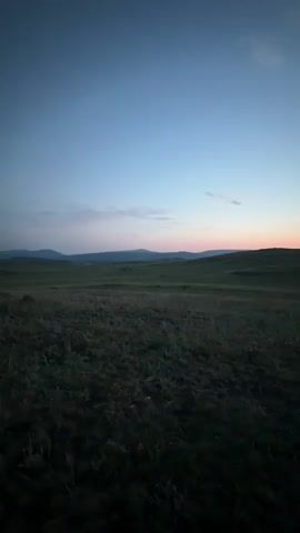 The video shows a wide shot of a grassy plain with rolling hills in the background. The sky is a gradient of deep blue at the top to light pink and orange near the horizon, indicating either sunrise or sunset. A herd of dark figures, likely livestock such as cows or sheep, are visible in the middle ground grazing on the grass. The foreground is filled with dark, somewhat dry grass and vegetation. The lighting is dim, suggesting it's either early morning or late evening.