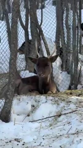 A deer lies in a fenced enclosure. The deer is brown with small antlers. Snow covers the ground. Bare trees and a chain-link fence are behind the deer. Another deer is partially visible in the background.