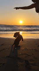 Dog enjoys sunset beach time in Agios Stefanos