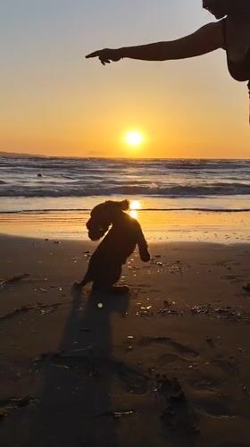 Dog enjoys sunset beach time in Agios Stefanos
