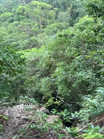 The video begins with a close-up view of lush green foliage, with the leaves of various plants filling the foreground. The camera then pans upwards and slightly to the right, revealing a dense forest covering a hillside. The trees are tall and abundant, forming a thick canopy of green. As the camera continues to pan, the view expands to show a broader landscape. In the distance, a body of water, likely the ocean, can be seen. Several islands or rock formations rise out of the water, their shapes silhouetted against the horizon. The sky above is a pale blue, with some scattered white clouds. The overall impression is of a tropical or subtropical natural landscape, characterized by dense vegetation and a coastal environment. There are no people or obvious signs of human activity in the video. The lighting suggests it is daytime, possibly late morning or early afternoon. The camera movement is smooth and steady, indicating a deliberate filming process.