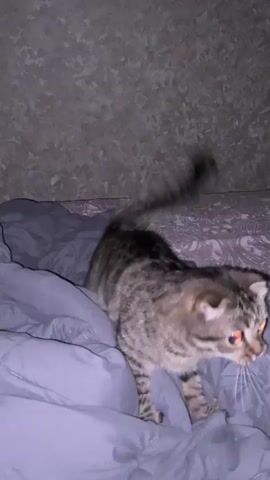 The video shows a tabby cat playing with a string or stick. The cat is on a bed with grey blankets and a pillow with a floral pattern. The setting appears to be indoors, possibly a bedroom, with textured walls. The lighting is dim, suggesting it is nighttime or the room is not well-lit. The cat is actively engaged in chasing and batting at the object. Its eyes are wide and reflective, common in low-light conditions. The cat's fur is long and appears to be a mix of brown and black stripes. The camera is held by a person, as evidenced by the brief glimpse of a hand in the frame at 00:03. The overall mood is playful and energetic. No visible text is present in the video. The timestamp "00:00" appears briefly at the beginning of the clip.